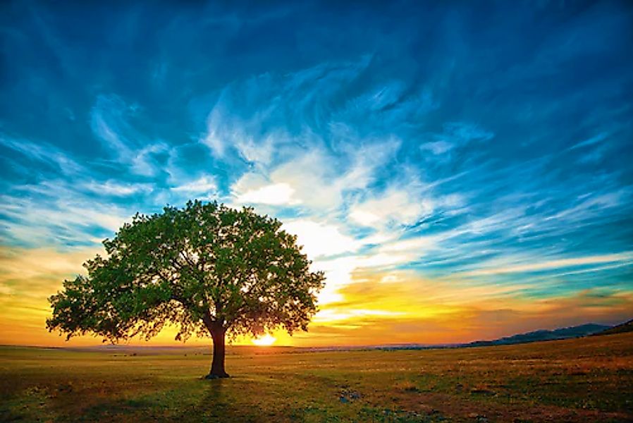 Papermoon Fototapete »Baum in Landschaft« günstig online kaufen