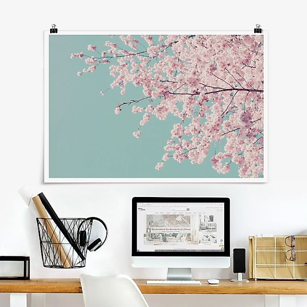 Poster Japanische Kirschblüte günstig online kaufen