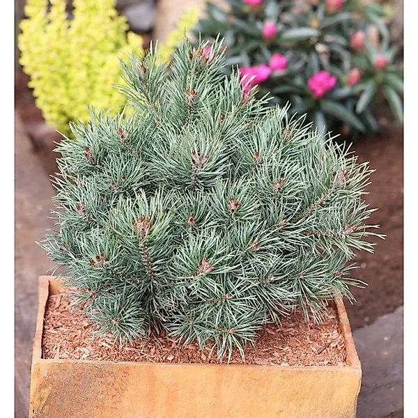 Blaue Zwerg Kiefer Martham 40-60cm - Pinus sylvestris günstig online kaufen