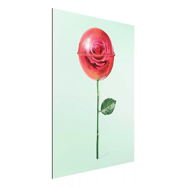 Alu-Dibond Bild Blumen - Hochformat 3:4 Rose mit Lollipop günstig online kaufen