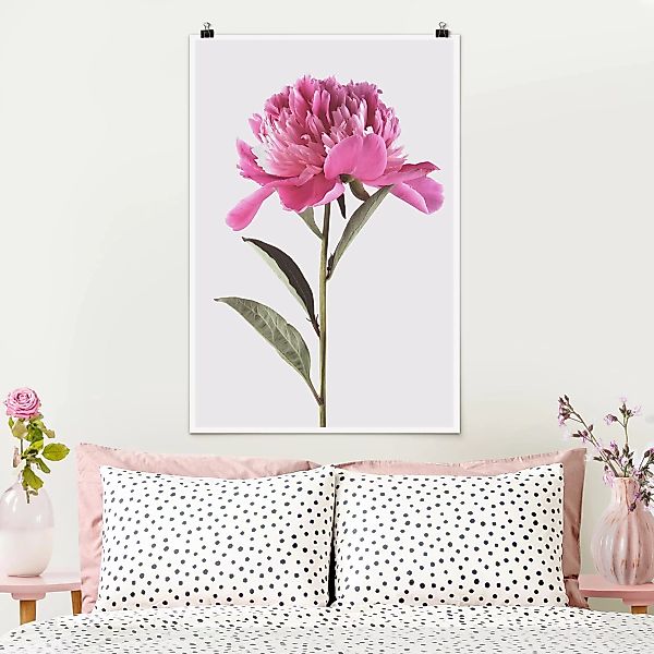 Poster - Hochformat Blühende Pfingstrose Pink auf Weiß günstig online kaufen