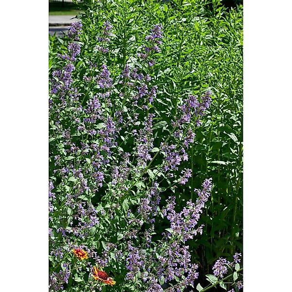 Nepeta Grandiflora Zinsers Giant Großblütige Katzenminze Ca. 9x9 cm Topf günstig online kaufen