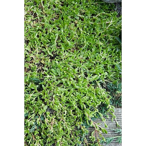Herniaria Glabra Teppich-Steinbrech Ca. 9x9 cm Topf Bodendeckend günstig online kaufen