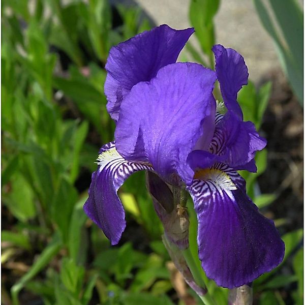 Schwertlilie After Dark - Iris barbata günstig online kaufen