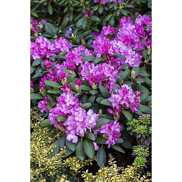 Rhododendron Yakushimanum Lumina Rosa Blüten 70–80 cm günstig online kaufen