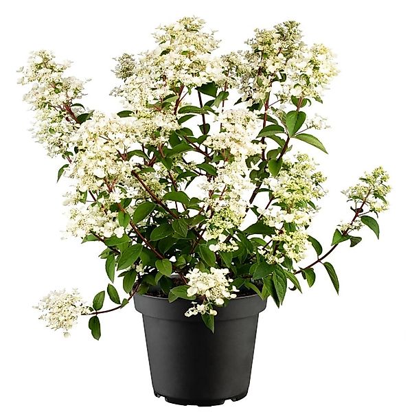 Hydrangea Paniculata Rispenhortensie Wims Red S 40-60 cm günstig online kaufen