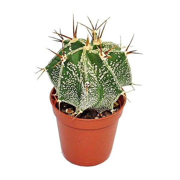 Exotenherz Astrophytum Ornatum Bischofsmütze im 8,5cm Topf günstig online kaufen