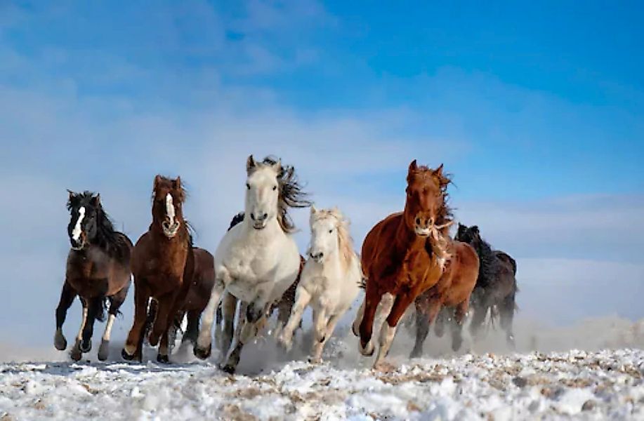 Papermoon Fototapete »Photo-Art LIBBY ZHANG, MONGOLEI-PFERDE« günstig online kaufen