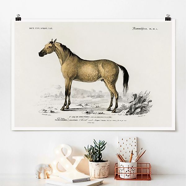 Poster Vintage Lehrtafel Pferd günstig online kaufen