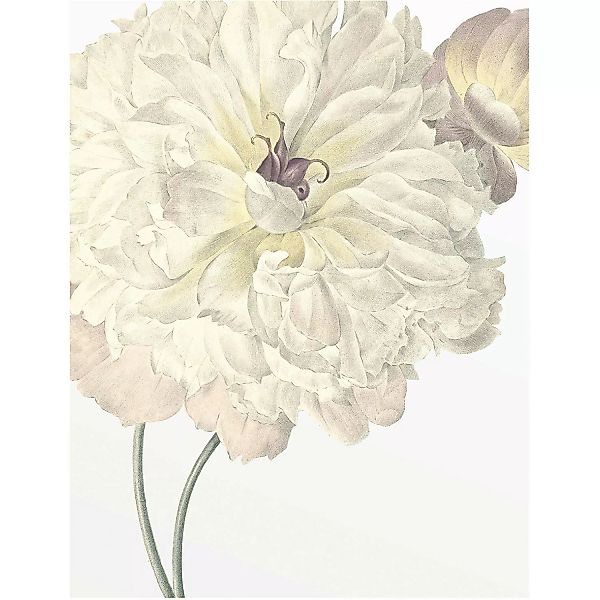 Komar Poster »Illustration Dahlia«, Blumen, (1 St.) günstig online kaufen