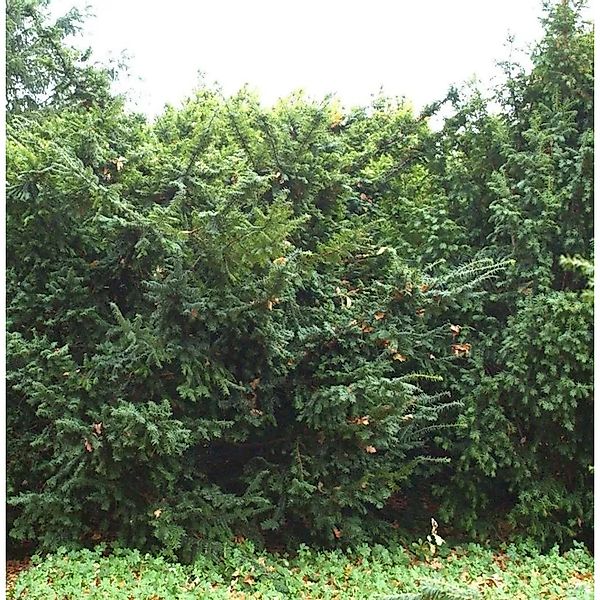 Goldgelbe Eibe Summergold 40-50cm - Taxus baccata günstig online kaufen