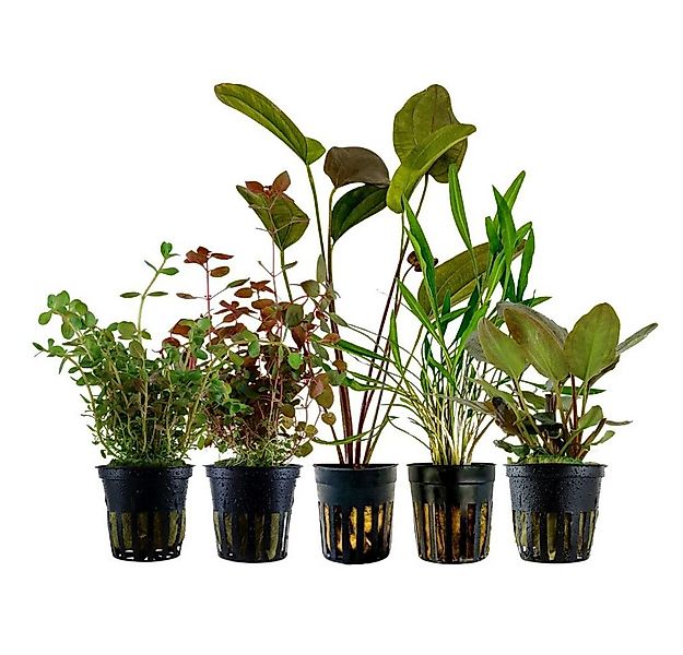 Aquaone Wasserpflanze 'Buntes' Set mit 5 Pflanzen Aquariumpflanzen Nr.215 günstig online kaufen