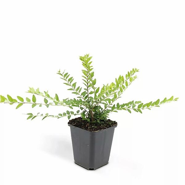 Exotenherz Bodendecker Heckenmyrthe Lonicera Nitida Maigrün 9cm Topf Set mi günstig online kaufen