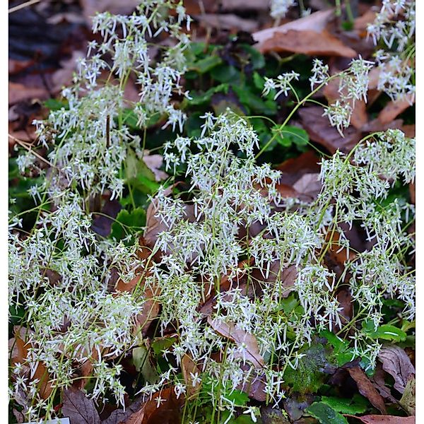 weisses Steinbrech - Saxifraga fortunei günstig online kaufen