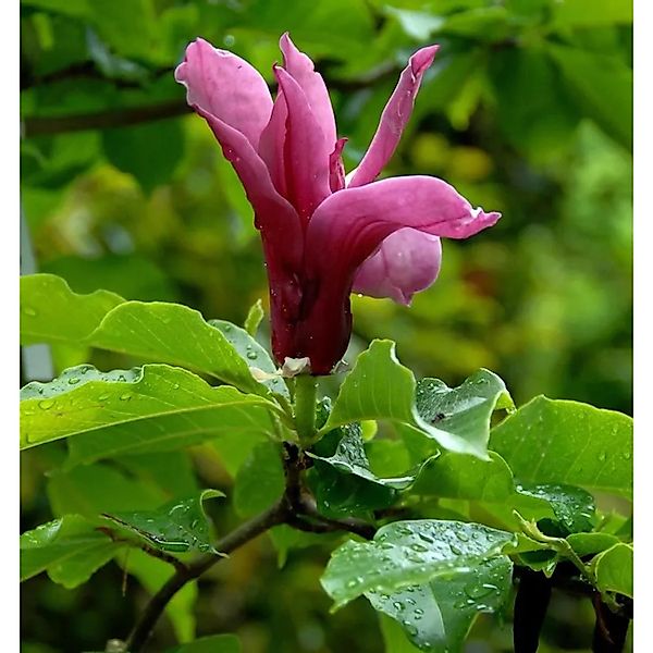 Magnolie Pink Pyramid 60-80cm - Magnolia günstig online kaufen