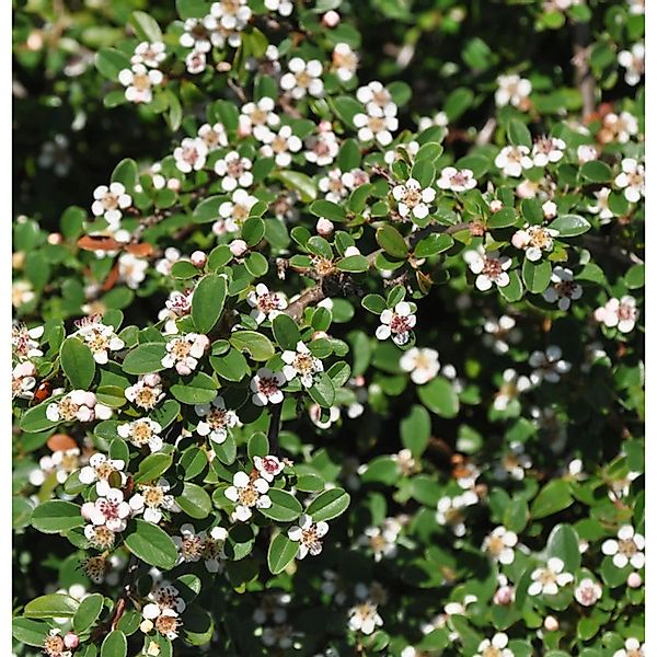 10x Zwergmispel Coral Beauty 10-15cm - Cotoneaster dammeri günstig online kaufen