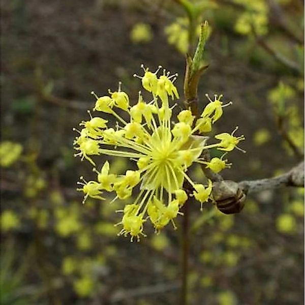 Arzneihartriegel 40-60cm - Cornus officinalis günstig online kaufen