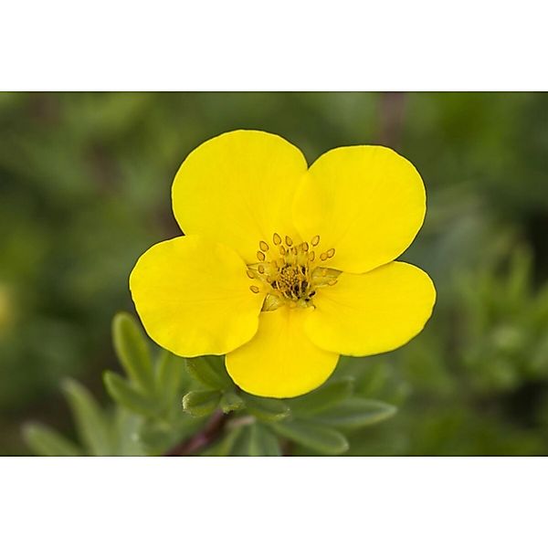 Pflanzen für Dich Bodendecker Potentilla 'gelb', 1 St., Fingerstrauch, Fünf günstig online kaufen