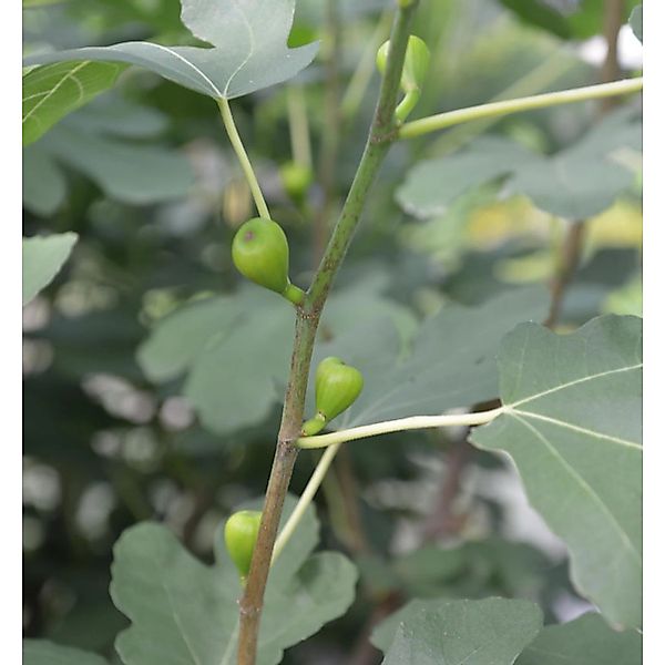 Echter Feigenbaum 60-80cm - Ficus carica günstig online kaufen