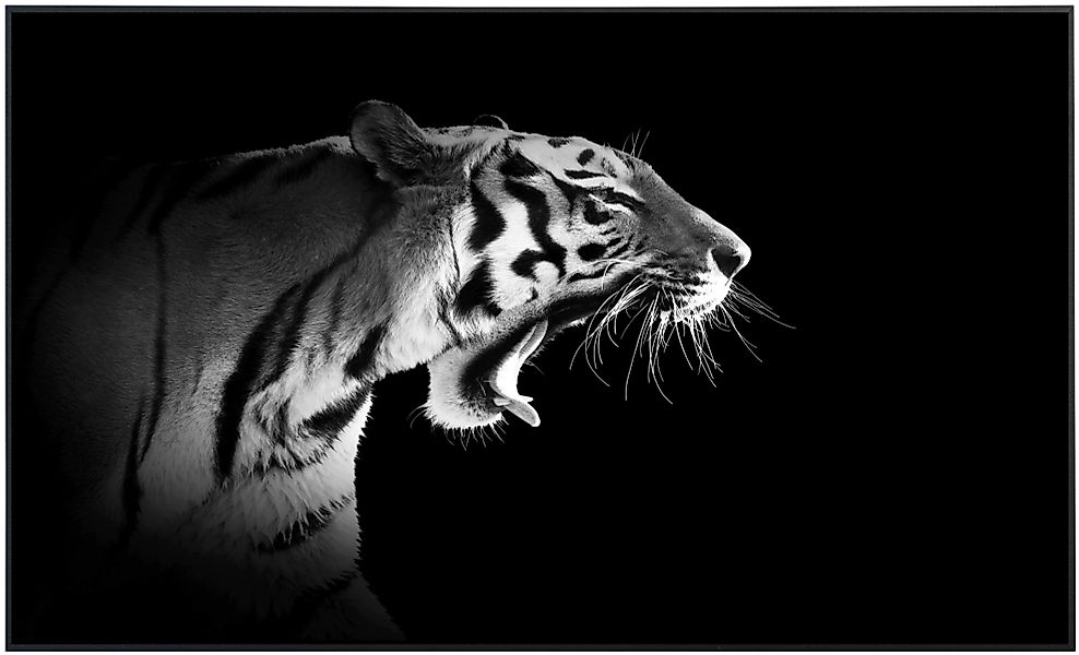 Papermoon Infrarotheizung »Tiger Schwarz & Weiß«, sehr angenehme Strahlungs günstig online kaufen