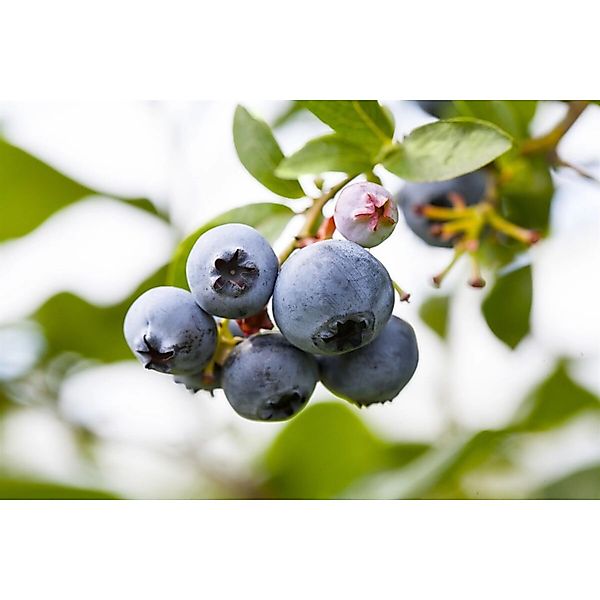 Vaccinium Corymbosum Brigitta Heidelbeere 40–60 Cm Ertragreich günstig online kaufen