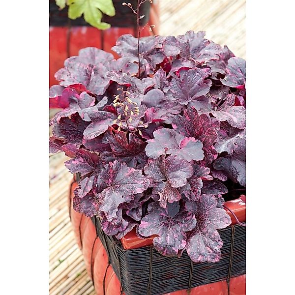 Heuchera Micrantha Midnight Rose Purpurglöckchen Ca. 11x11 cm Topf günstig online kaufen