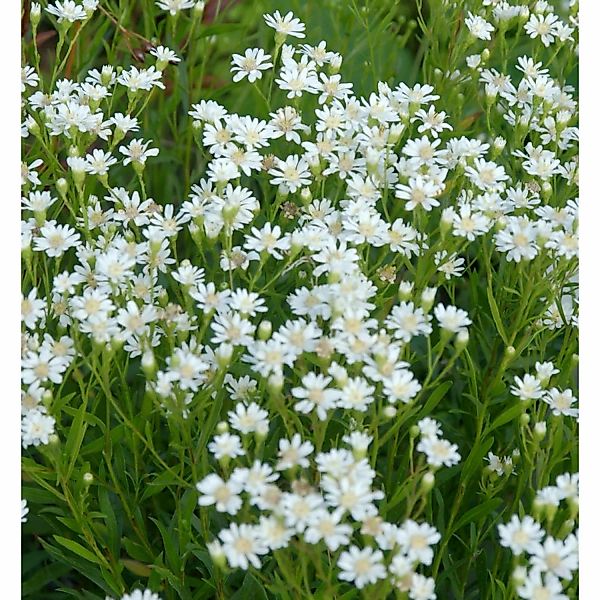 Hochland-Aster Major - Aster ptarmicoides günstig online kaufen