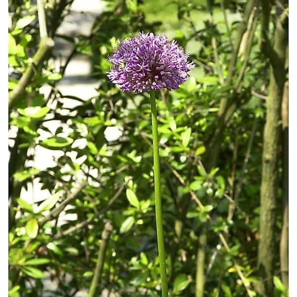 Zier Lauch - Paukenschlegellauch - Allium rosenbachianum günstig online kaufen