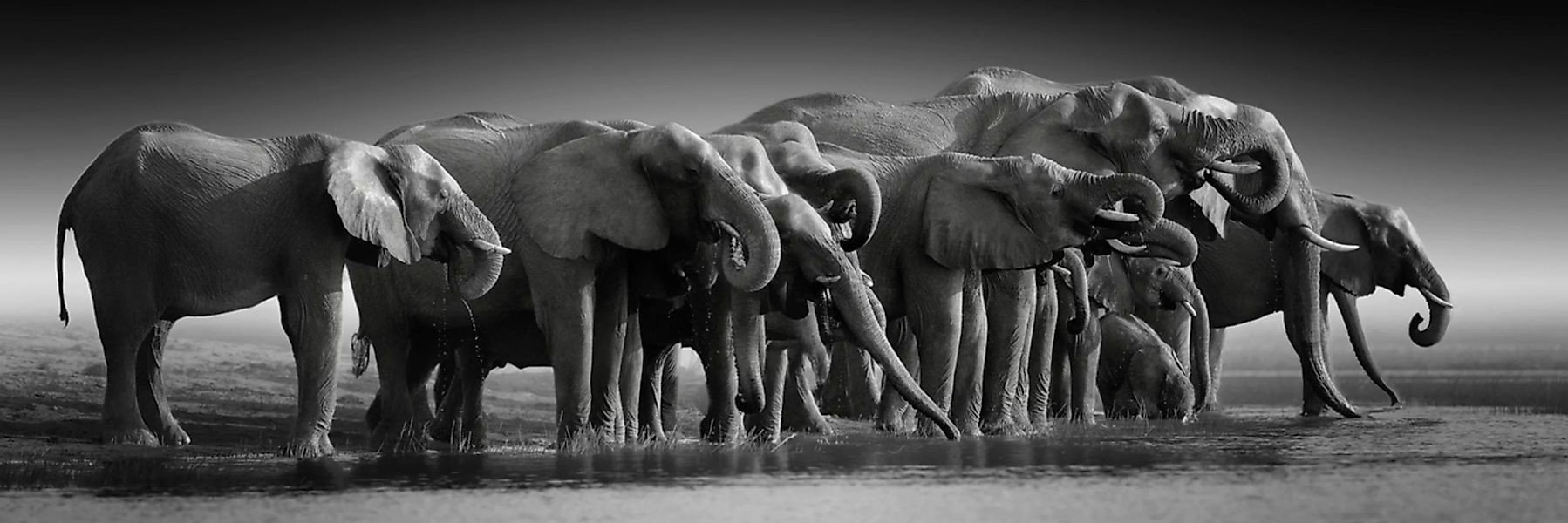 Euroart Leinwandbild Elephants II günstig online kaufen