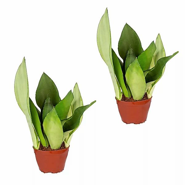 Casa Caron | 2er-Set Sansevieria Moonshine günstig online kaufen