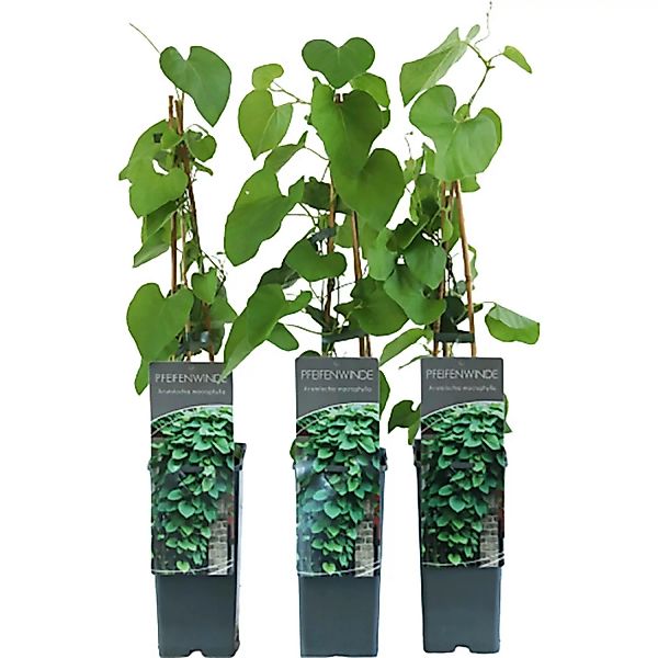 Pfeifenwinde Höhe ca. 40 - 60 cm Topf ca. 2 l Aristolochia macrophylla günstig online kaufen