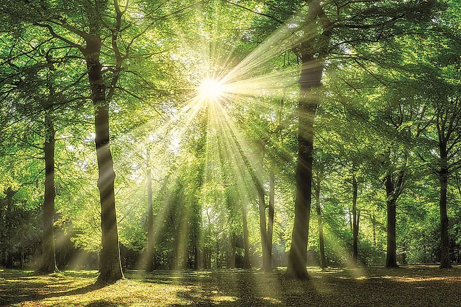 Bönninghoff Leinwandbild Wald 1 Stk. tlg. BxH: 90x60 cm günstig online kaufen