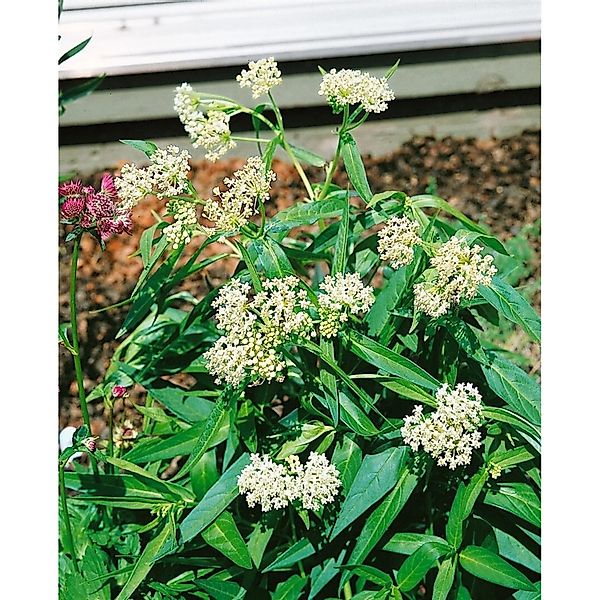 Asclepias Incarnata Ice Ballet Schwanenblume Ca. 9x9 cm Topf günstig online kaufen