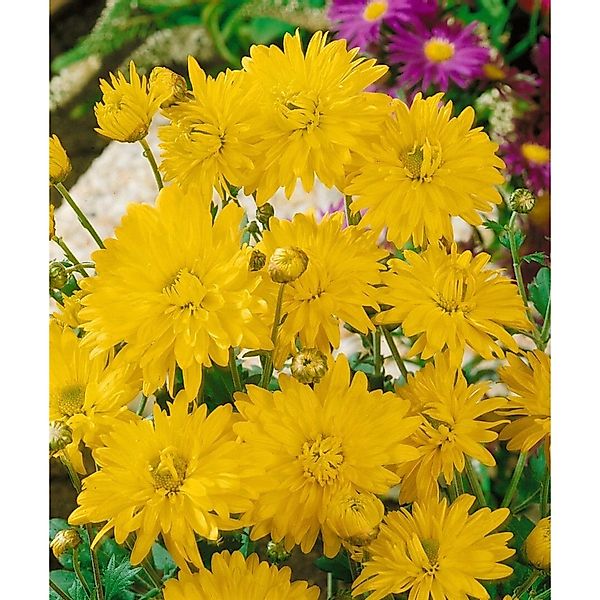 Chrysanthemum X Hort. Citrus Gartenchrysantheme Ca. 9x9 cm Topf günstig online kaufen