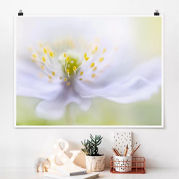 Poster Blumen - Querformat Anemonen Schönheit günstig online kaufen