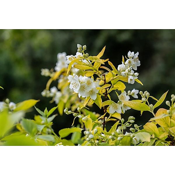 Philadelphus Coronarius Aureus Duftjasmin Goldgelb 60–80 cm günstig online kaufen