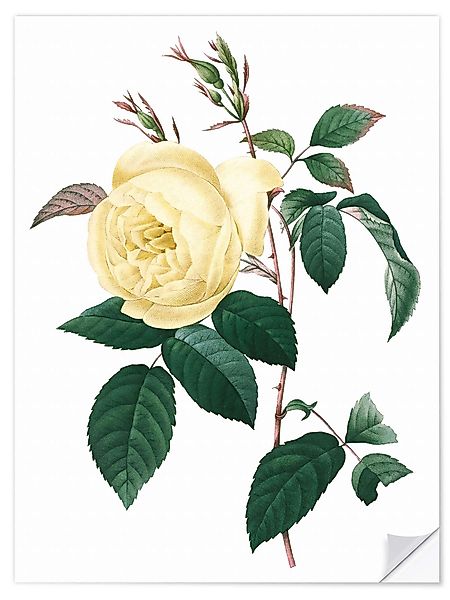 Posterlounge Wandbild Rosa indica, Pierre Joseph günstig online kaufen