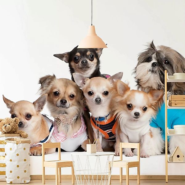 Bilderwelten Fototapete Fünf Chihuahuas und ein Shi bunt Gr. 192 x 192 günstig online kaufen