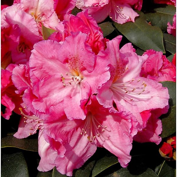 Großblumige Rhododendron Caruso 40-50cm - Alpenrose günstig online kaufen