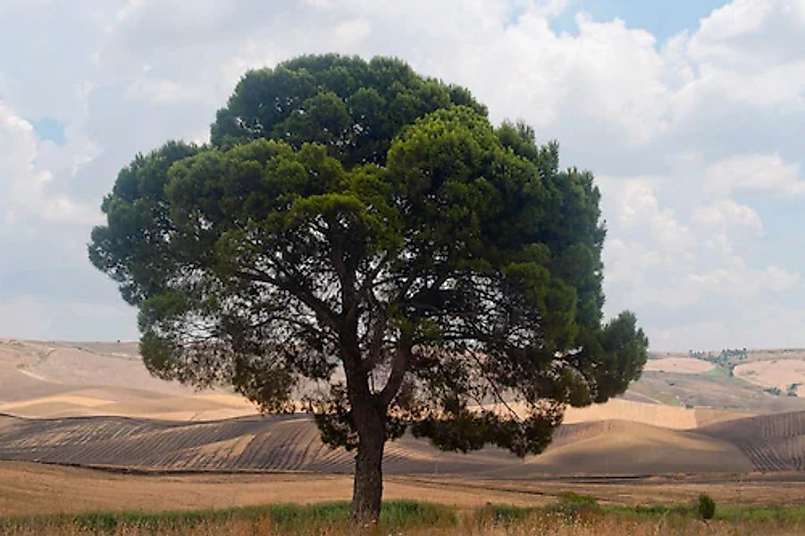 Papermoon Fototapete »Baum in Landschaft« günstig online kaufen
