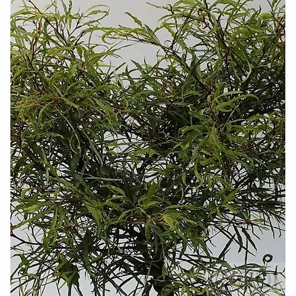 Zwerg Farnbuche Mercedes 30-40cm - Fagus sylvatica günstig online kaufen