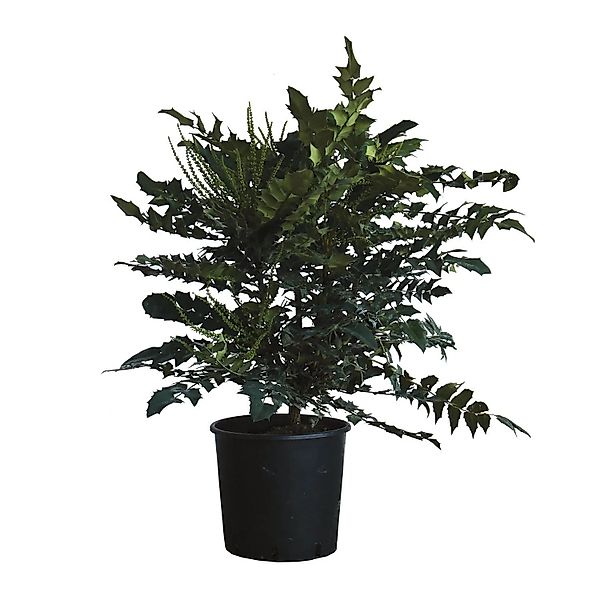 KENTIS Mahonia x Media Charity H 80/100 cm Topf Ø 24 cm günstig online kaufen