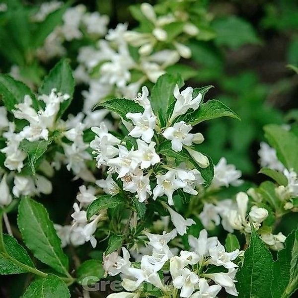 Weigelie Candida 40-60cm - Weigela günstig online kaufen