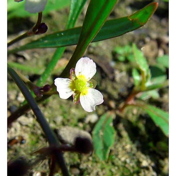 Lanzenblättriger Froschlöffel - Alisma lanceolatum günstig online kaufen