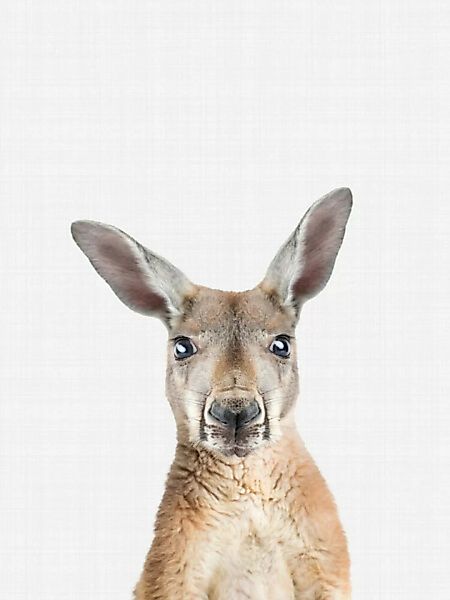 Poster / Leinwandbild - Kangaroo günstig online kaufen