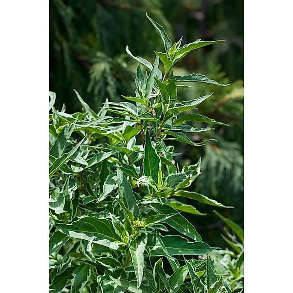 Diervilla Sessiliflora Butterfly Gelb 60–80 cm günstig online kaufen