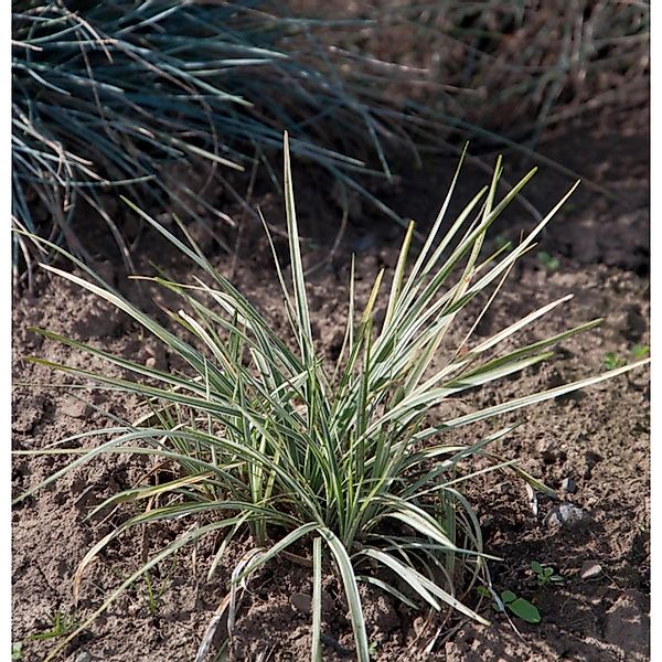 Schlangenbart Silver Mist - Ophiopogon japonicus günstig online kaufen