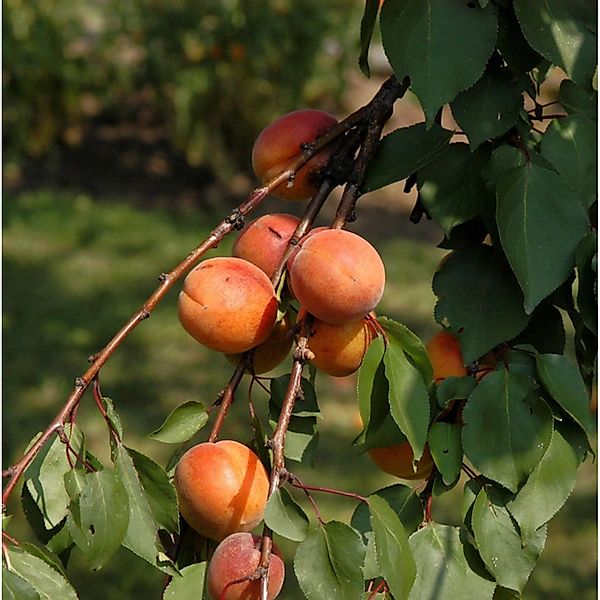 Aprikose Ungarische Beste 60-80cm - Prunus armeniaca günstig online kaufen