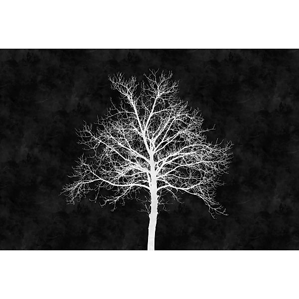Fototapete Baum Wald Blackboard Schwarz Weiß 4,00 m x 2,70 m FSC® günstig online kaufen