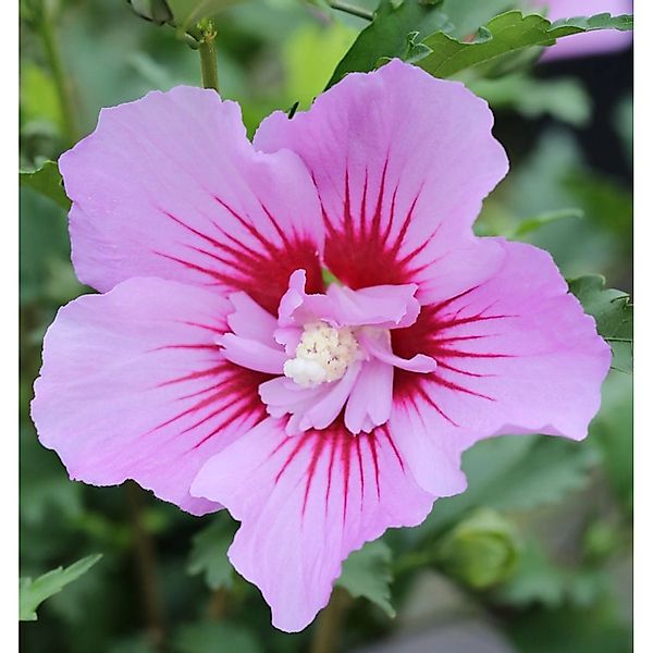 Garteneibisch Maike 40-60cm - Hibiscus syriacus günstig online kaufen